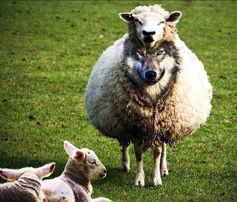 wolves that say "baa"